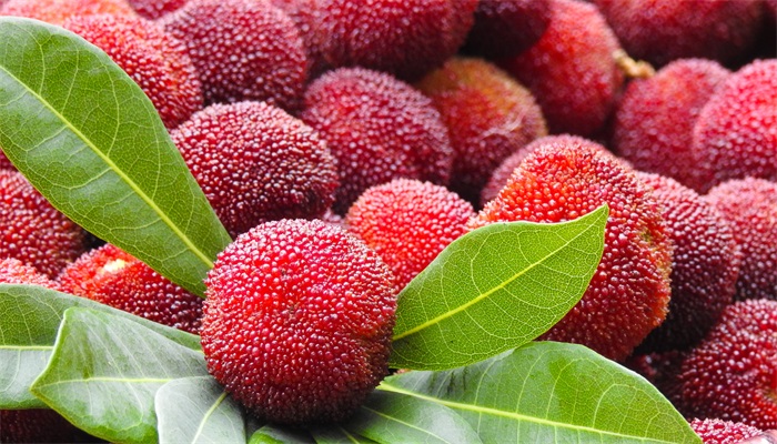 ��÷�Ĺ�Ч������ ��÷ͼƬ